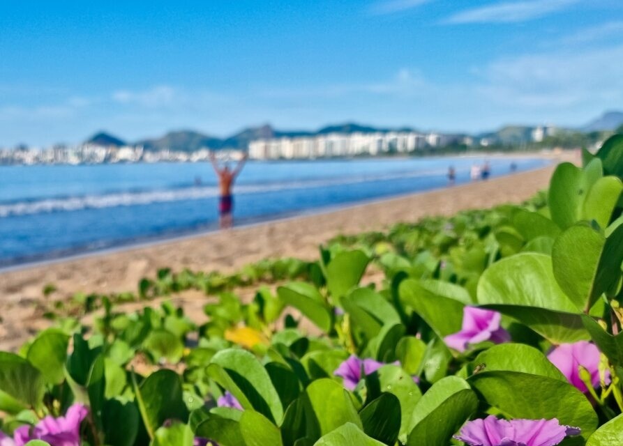 plantas verdes e flores roxas abaixo de areia e praia