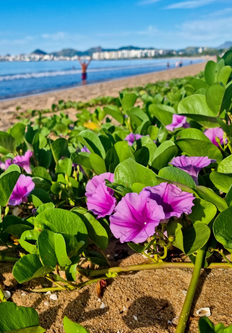 flores rosas abaixo de mata verde e praia