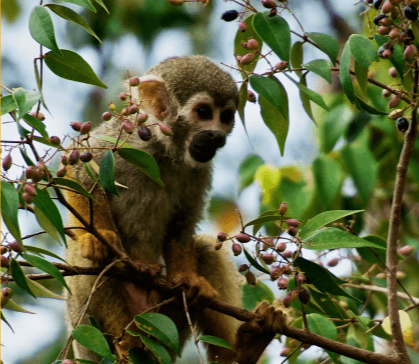 Macaco de pequeno porte está pendurado em um galho fino de árvore. Na árvore há algumas sementes.