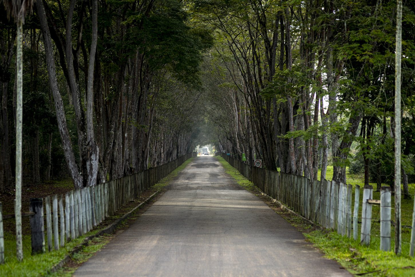 Uma estrada estreita cercada por árvores dos dois lados