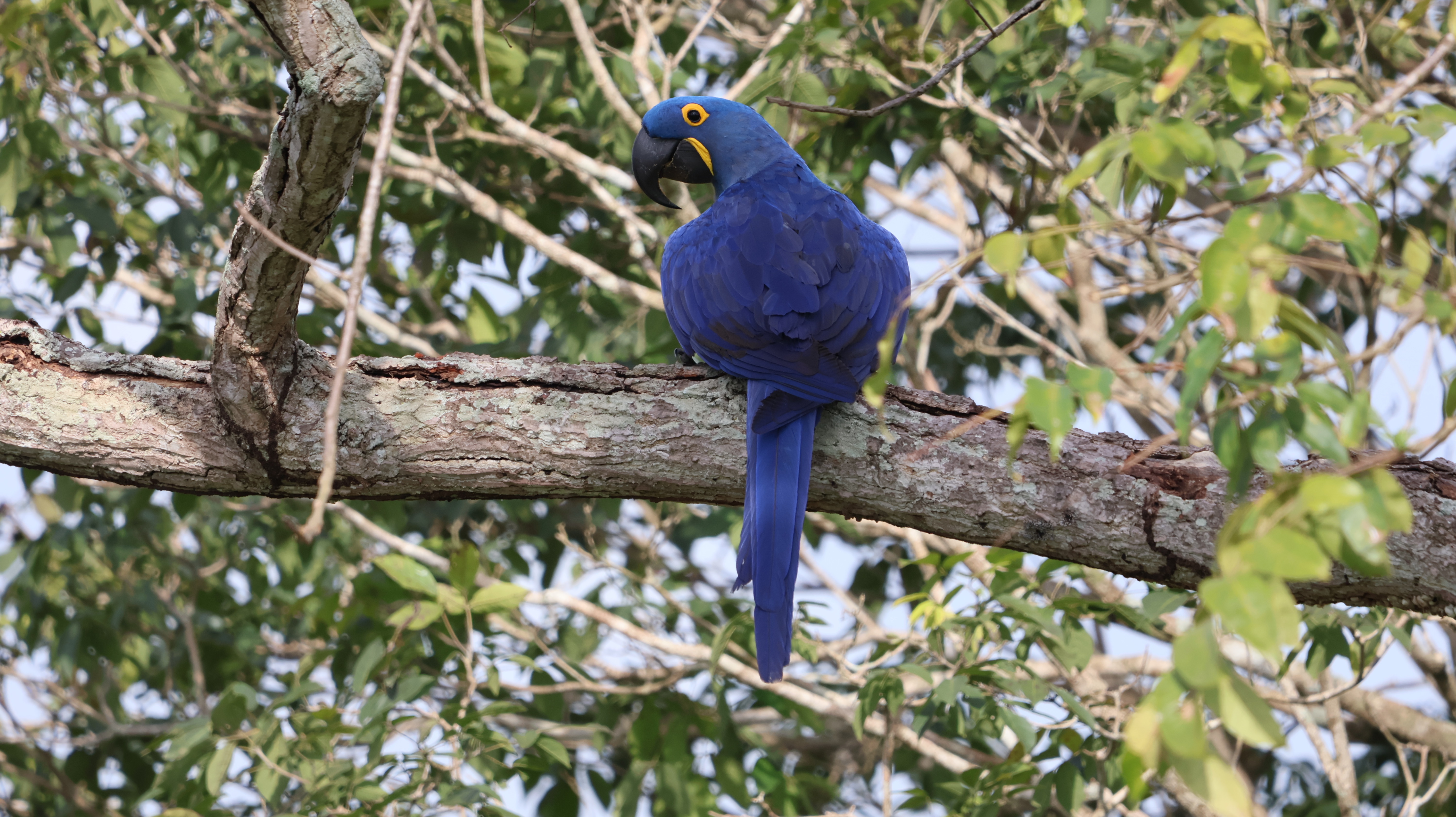 Image of a blue parrot (hyacinth macaw) perched on a tree branch. The background consists of green leaves and branches.