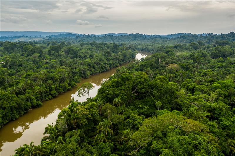 Image of a dense tropical rainforest with lush, varied vegetation. A river winds through the forest. In the background, there are hills and a cloudy sky.