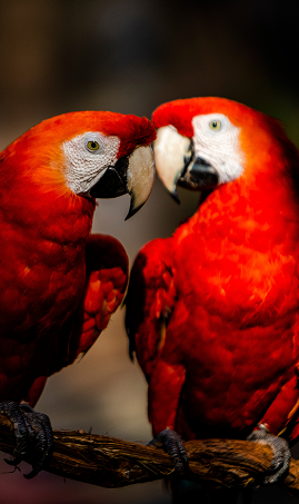 Two vibrant red parrots perched closely together on a branch. They have red feathers, white facial patches, and large curved beaks, facing each other.