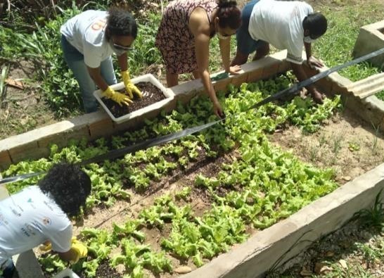 Image of the school garden. Four people are crouched handling soil and lettuce planted at the site.