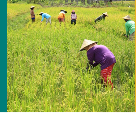 Field employees wear triangular hats while working.