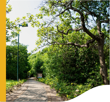 Photo of a park on a sunny day with trees and plants with an asphalt path in the middle and a lamp post