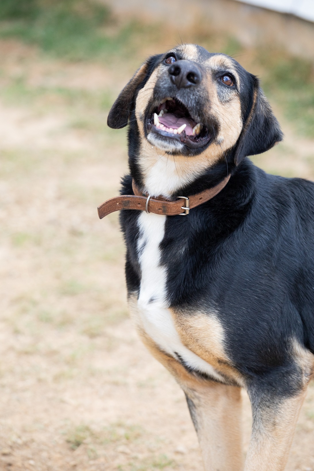 Foto do rosto de um cachorro preto sorrindo
