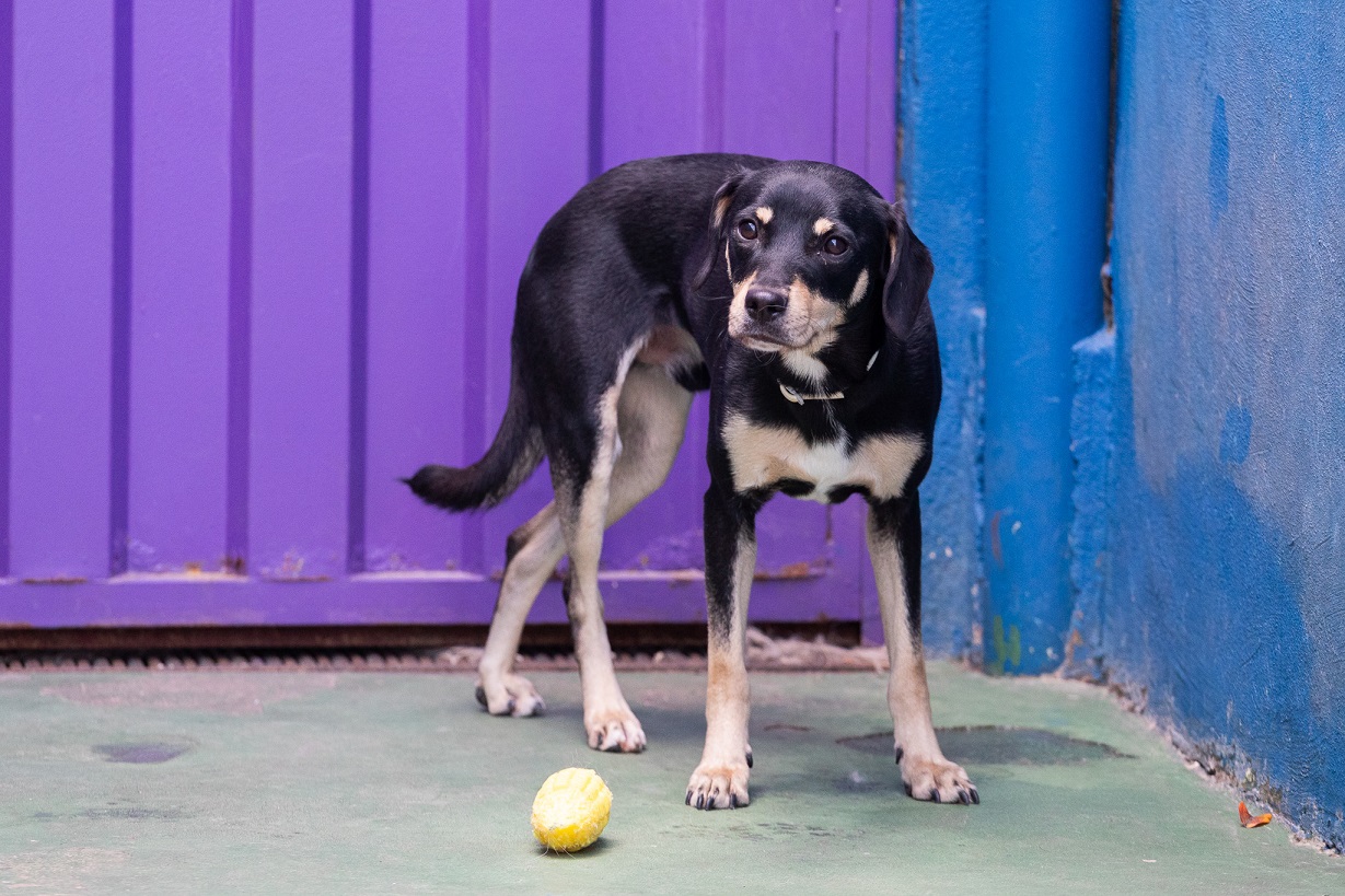 foto de um cachorro preto ao lado de um brinquedo