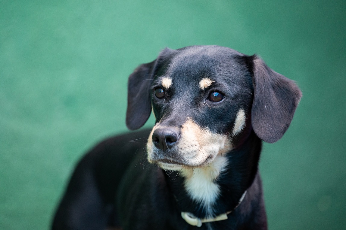 foto do rosto de um cachorro preto