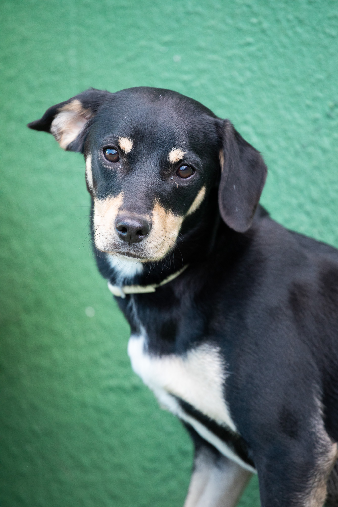 foto do rosto de um cachorro preto