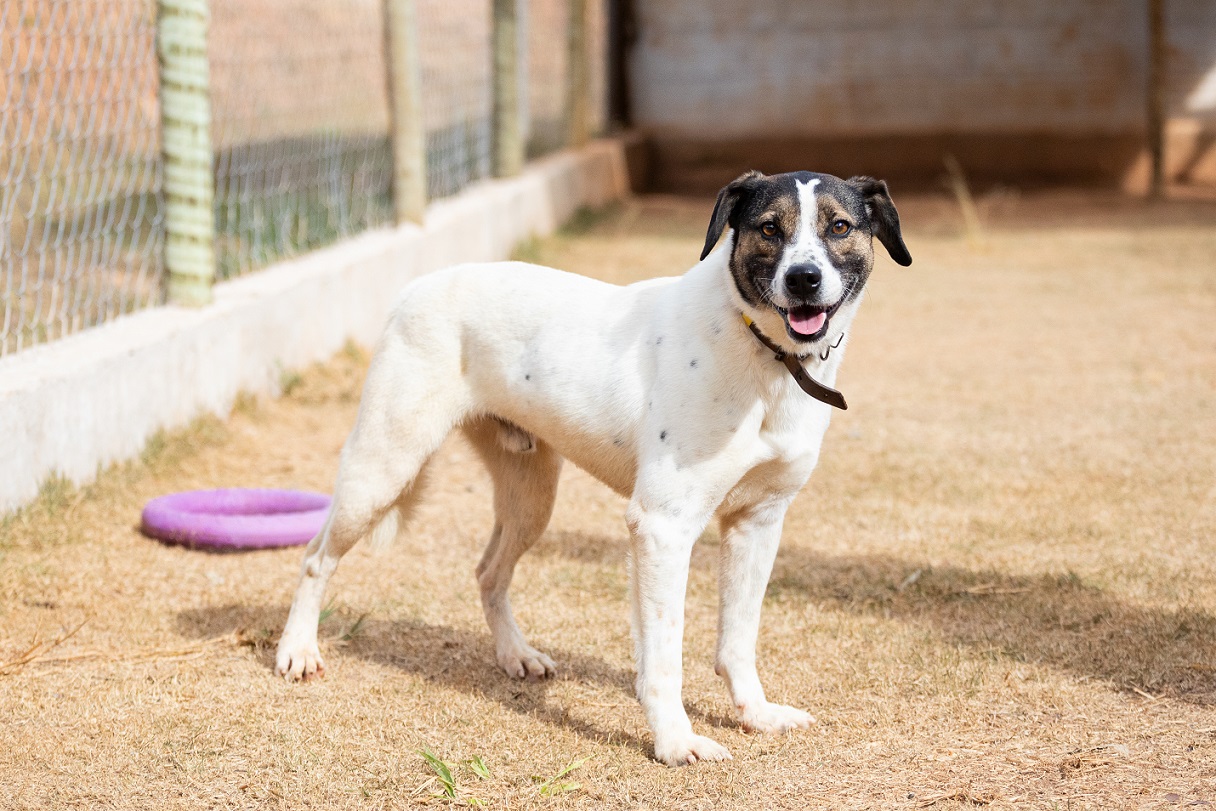 foto frontal de um cachorro branco de medio porte