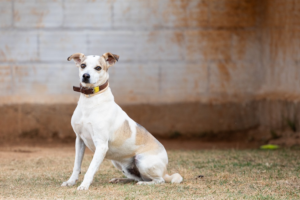 cachorro branco com manchas bege sentado olhando para a camera