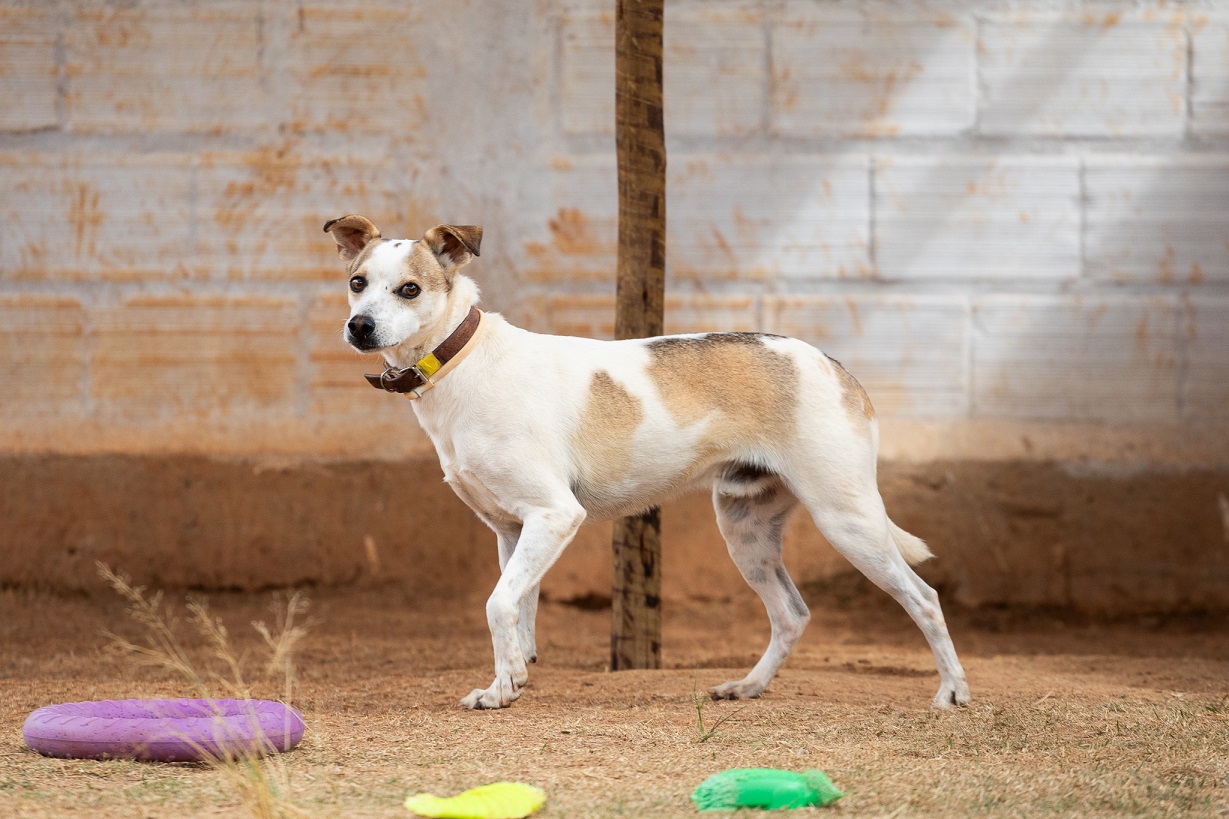 cachorro branco com manchas bege de lado olhando para a câmera