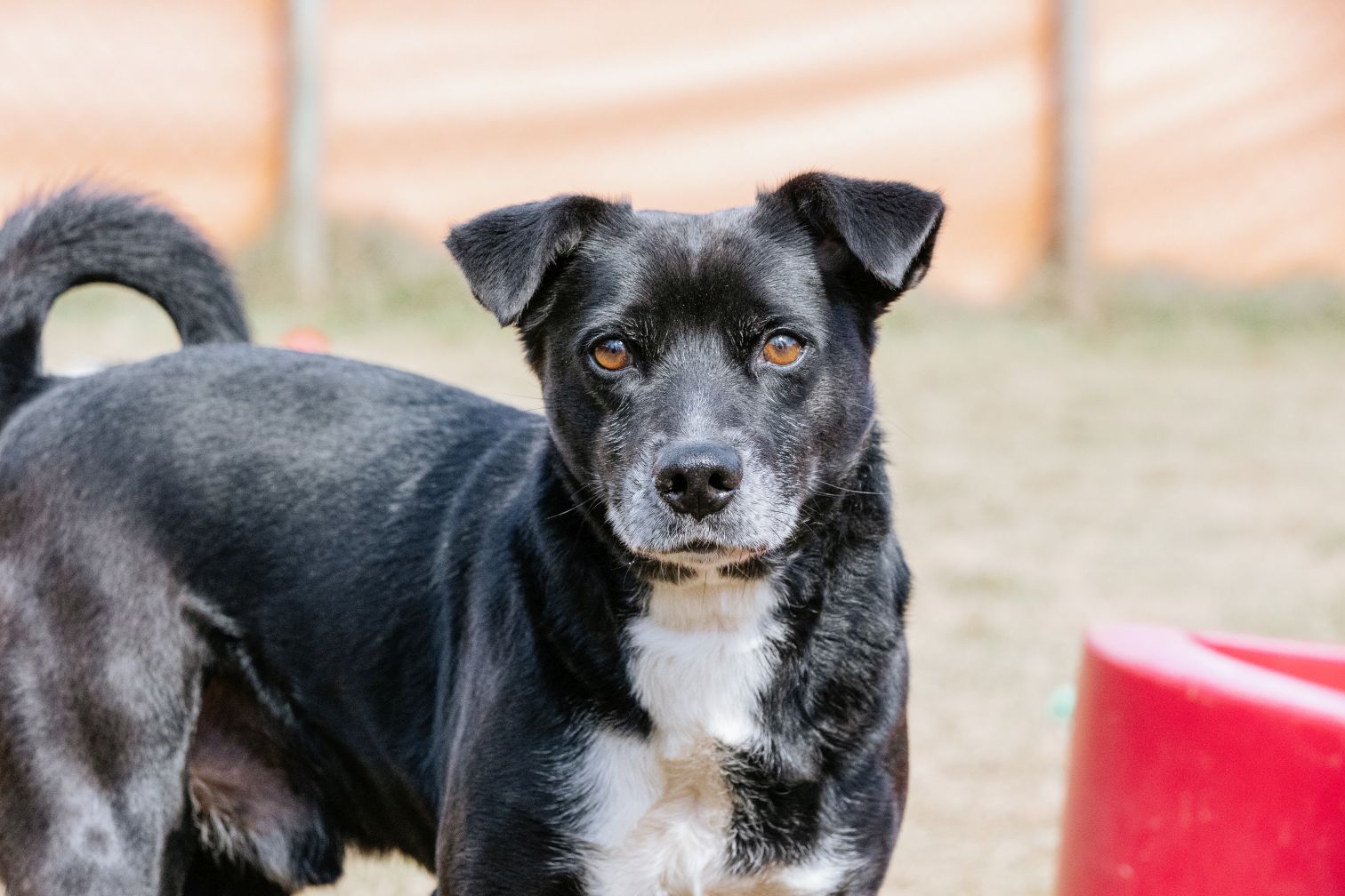 foto de cachorro preto olhando pra câmera