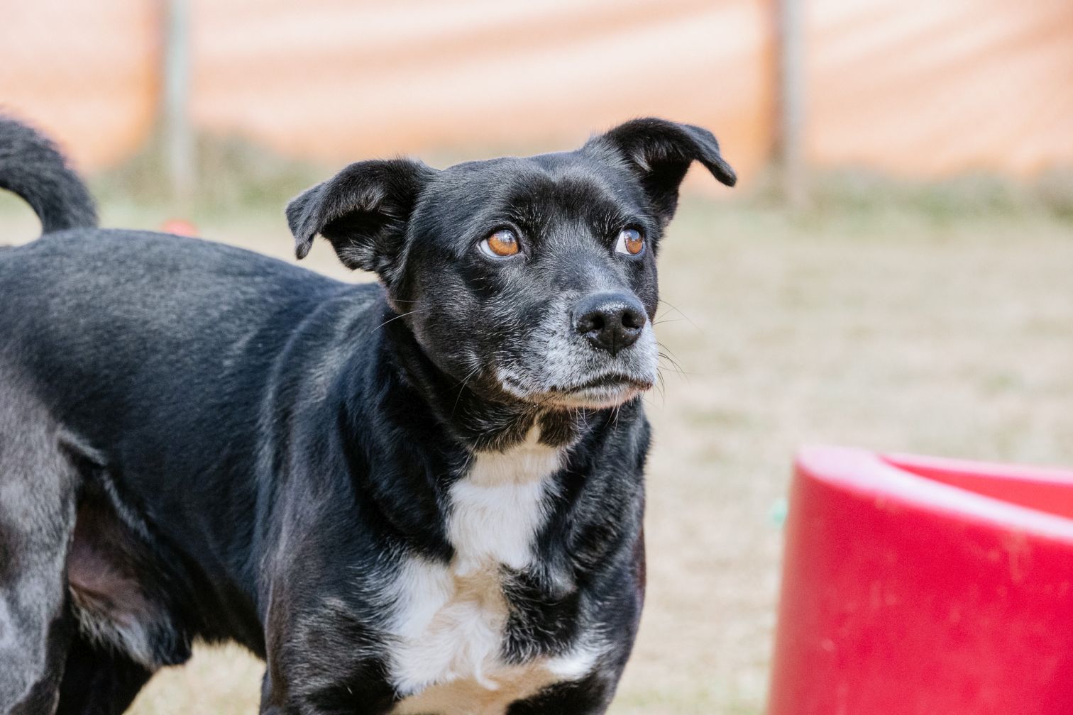 foto de cachorro preto