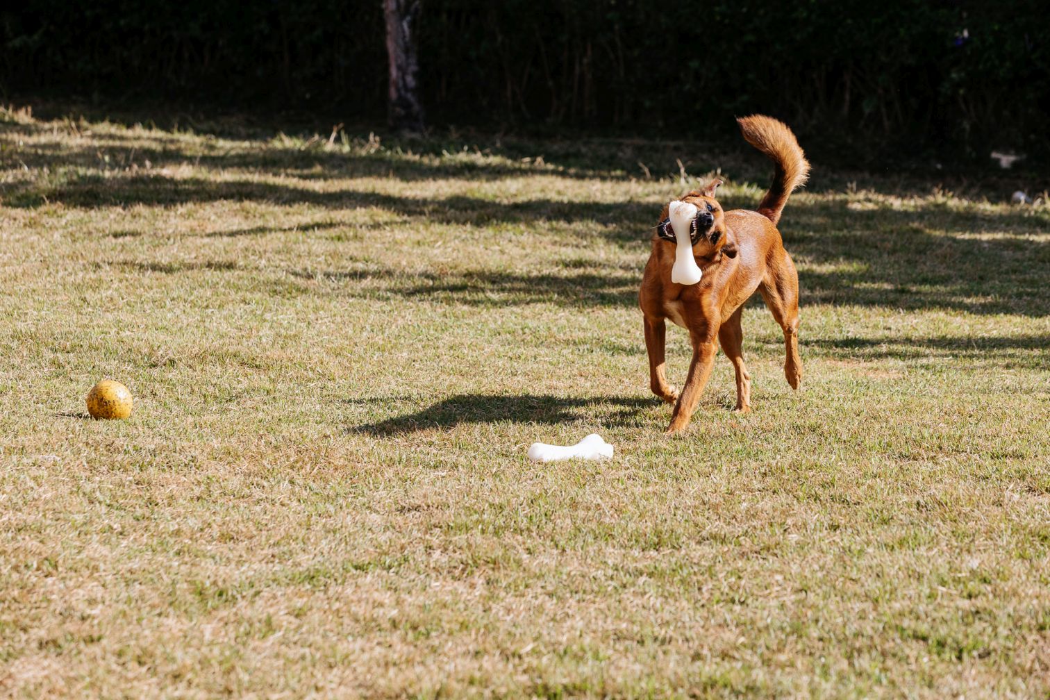 foto de cachorro caramelo andando com osso na boca