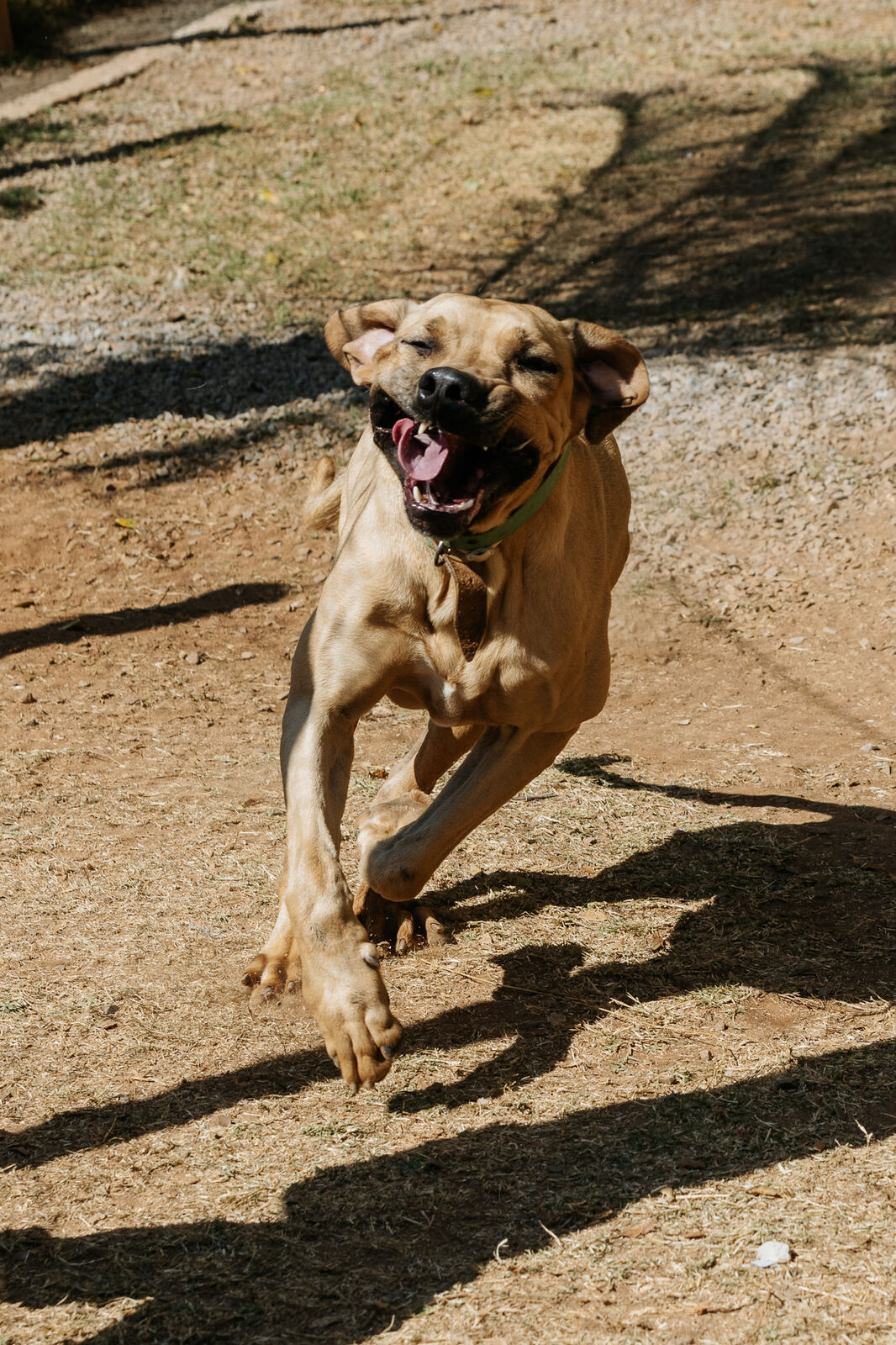 Cachorro