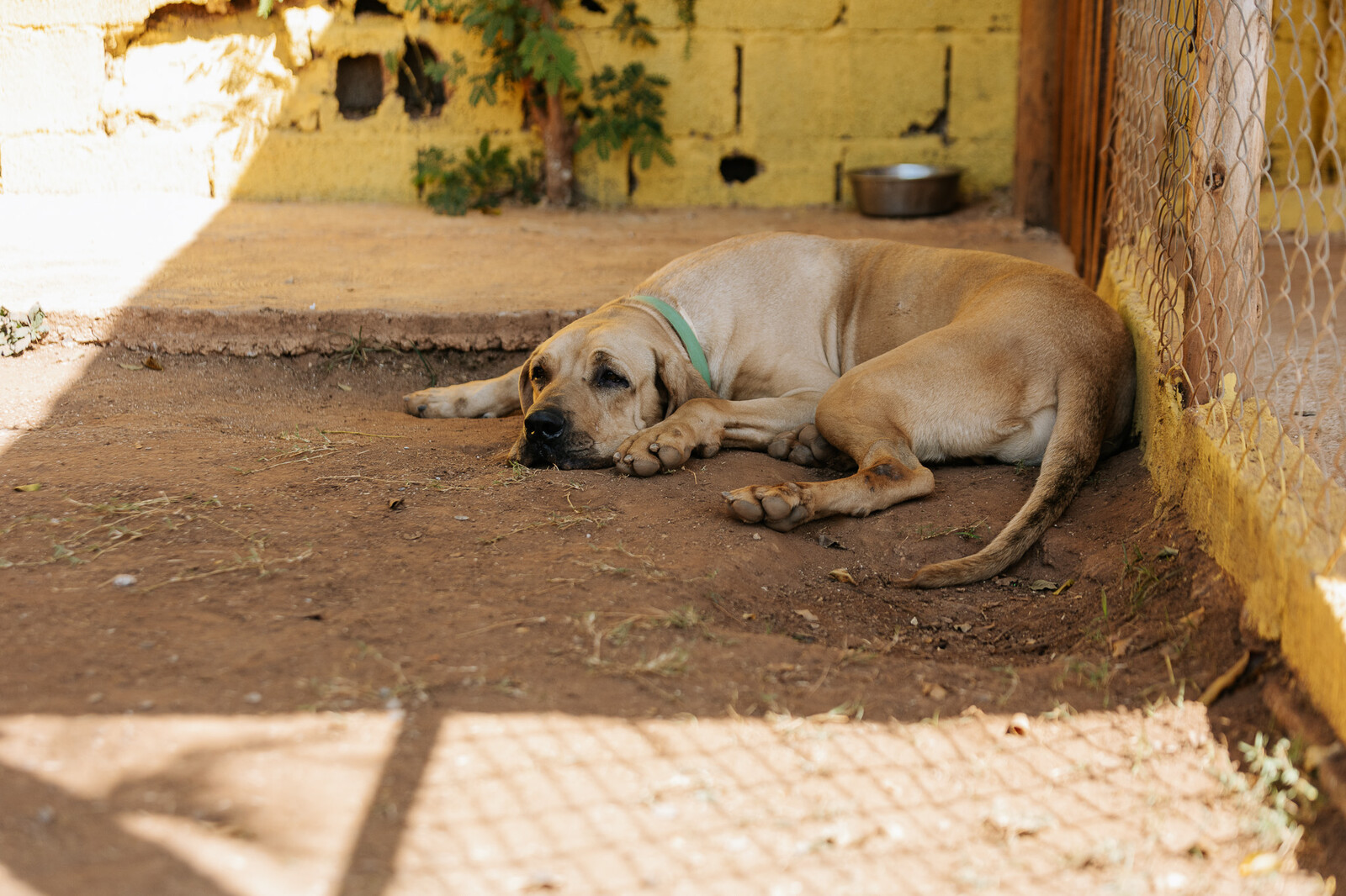 Cachorro