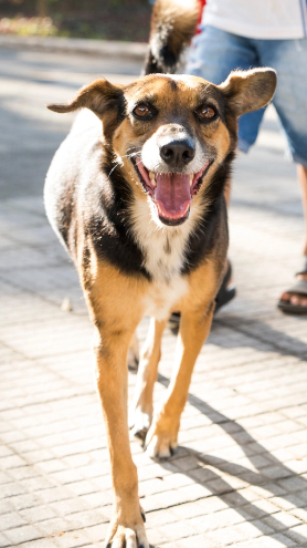 Um cachorro caminha em direção a câmera e, ao fundo, é possível ver um homem.