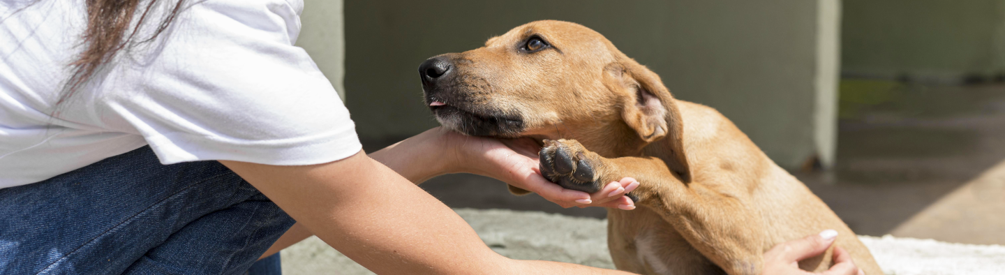 Uma pessoa está agachada e um cachorro apoia a cabeça e uma das patas em uma das mãos da pessoa. O cachorro tem pelo curto de cor caramelo.