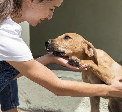 Uma pessoa está agachada e um cachorro apoia a cabeça e uma das patas em uma das mãos da pessoa. O cachorro tem pelo curto de cor caramelo.