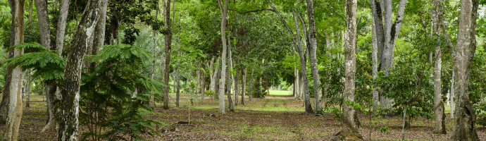 In a place with many leaves on the ground, we have several tall trees, but with relatively thin trunks.