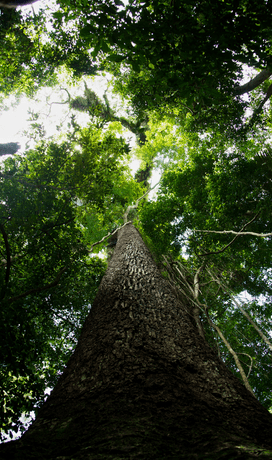 foto de uma árvore tirada debaixo para cima