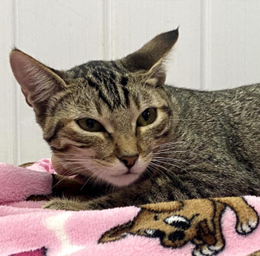 Foto de uma gata malhada, de pelos curtos nas cores caramelo e preto e orelhas erguidas deitada em um cobertor rosa com desenhos de cachorros.