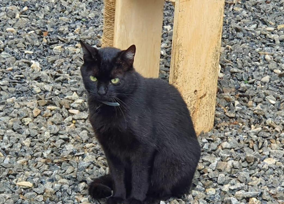 Foto de um gato sentado em um chão cheio de pedras ornamentais. Ele tem pelos curtos e pretos e olhos verdes.