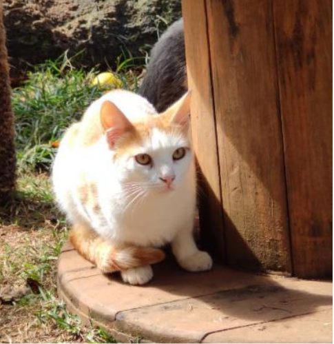 Foto de um gato pequeno em cima de uma superfície de madeira. Ele é branco com manchas de cor caramelo e tem olhos verdes.