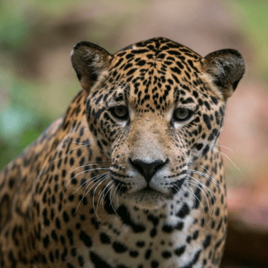 Image of a spotted jaguar