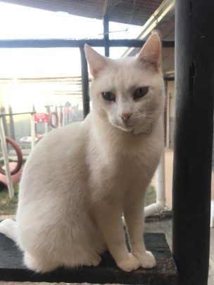 Gato branco de olhos claros. Ele usa uma coleira em formato de osso.