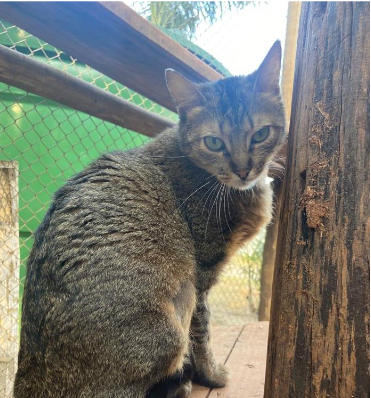 Foto de uma gata malhada sentada em uma superfície de madeira olhando para a câmera. Ela tem olhos verdes, pelos curtos nas cores cinza, branco e preto e está com as orelhas erguidas.