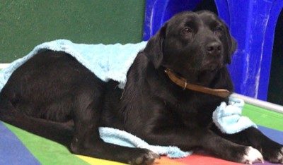 Cachorra com pelos curtos e escuros. Está deitada em um espaço colorido, envolta por uma coberta azul, e usa uma coleira marrom.