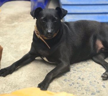 Cachorra de pelos baixos em tons de preto e orelhas baixas. Ela aparece deitada em um chão de concreto