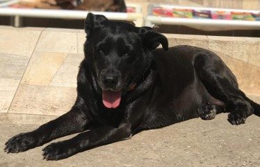 Imagem de um cachorro preto, deitado no chão. Ele está com a língua de fora.