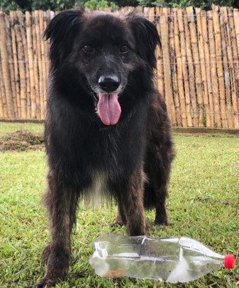 Cachorro com pelos longos e pretos. Aparece de frente para a câmera, de pé, em um espaço gramado, com uma garrafa pet a sua frente.