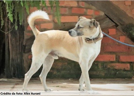 Cachorro de pelos baixos em tons de branco e caramelo, orelhas pequenas e rabo longo. Ele aparece de perfil em frente a uma parede de tijolos laranjas