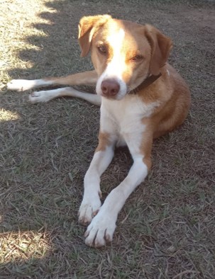 cachorro porte médio, todo caramelo e na parte das patas, do peito e do focinho branco e olhos claros, sentado na grama