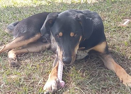 Cachorro com pelos curtos em tons de preto e caramelo. Aparece deitado na grama, com um brinquedo na boca, apoiado por uma das patas dianteiras.