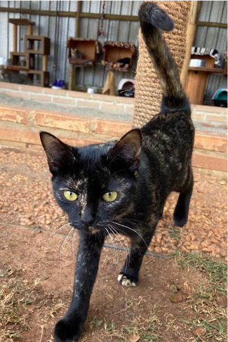 Foto de uma gata andando na terra. Ela tem porte pequeno, olhos verdes e pelos curtos pretos com manchas em caramelo. Atrás dela, há várias casinhas para gatos.
