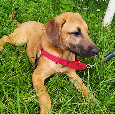 Foto da cachorra deitada na grama, olhando para o lado. Ela usa uma coleira vermelha e tem os pelos curtos, na cor caramelo.