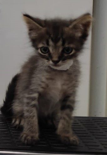 Filhote de gato pequeno de cores cinza claro e cinza escuro e olhos claros em cima de um banco, olhando para foto