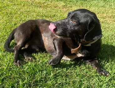 Cachorro de pelagem preta e curta. Está sentado em um espaço gramado e olha para o lado 