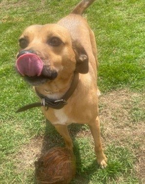 Cachorro com pelagem curta em tons de caramelo e focinho preto. Está de pé em um espaço gramado, olha para a frente e está com a língua para fora. 