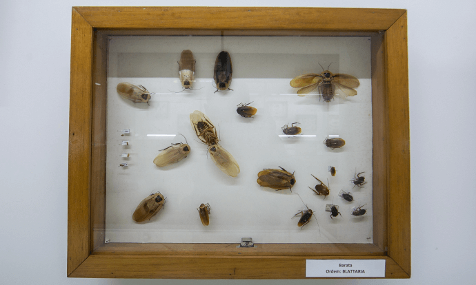 Em um caixa de madeira, com o centro em vidro, há diversos tipos de insetos