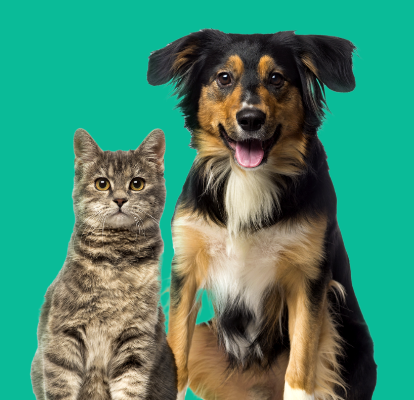 Um gato malhado de olhos amarelos está ao lado de um cachorro de grande porte. O cachorro tem os pelos médios, de manchas brancas, pretas e caramelo.