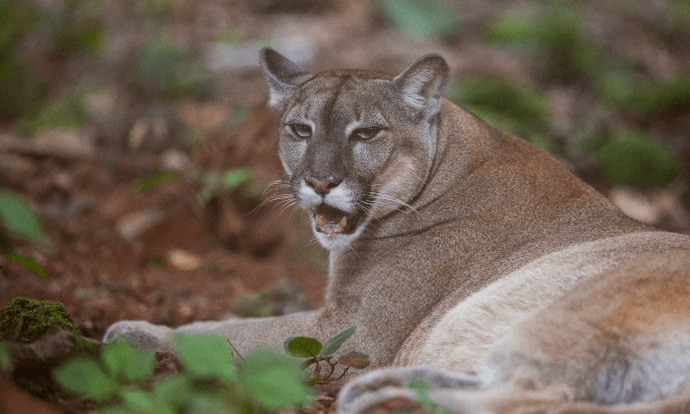 A panther is left on a dirt ground. Its mouth is open and it has blue eyes.