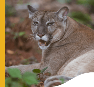 A panther is left on a dirt ground. Its mouth is open and it has blue eyes.