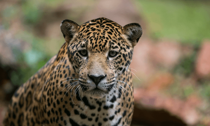 Jaguar staring straight ahead